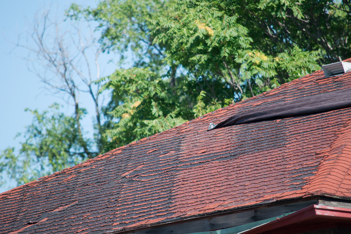 3 Reasons Mold Is Harmful to Your Roof